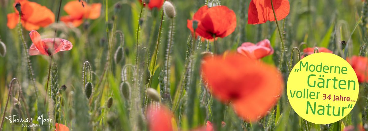 Landschaftsarchitektur • iPunkt • Fotografie • Baumschnitt • Naturstein Mauern • Weidenhausbau; Wildbienengarten; Naturstauden; • Baumpflanzungen • Planung • Design • Pflege von naturnahen Gärten durch Fachleute • Gartenbau • Rollrasen und Rasensaat, Rasensanierung • Teichbau und Pflege • Gartenpflege • Biodiversität • Baugesuche erstellen • Sitzplätze • Natursteinarbeiten; Sichtschutz aus Holz • Blumenwiesen; Blumenrasen; Wildpflanzen; • CAD Pläne • Winterschnitt • Architektur • Beratung • Naturnaher Lebensraum; Schmetterlingsgarten; Natur • Garten- Landschaftsbau • Moderne Gärten voller Natur • Integration von Menschen mit Handicap • Rasenservice • Gartenservice • Sitzplätze aus Naturholz; Naturstein; Beton