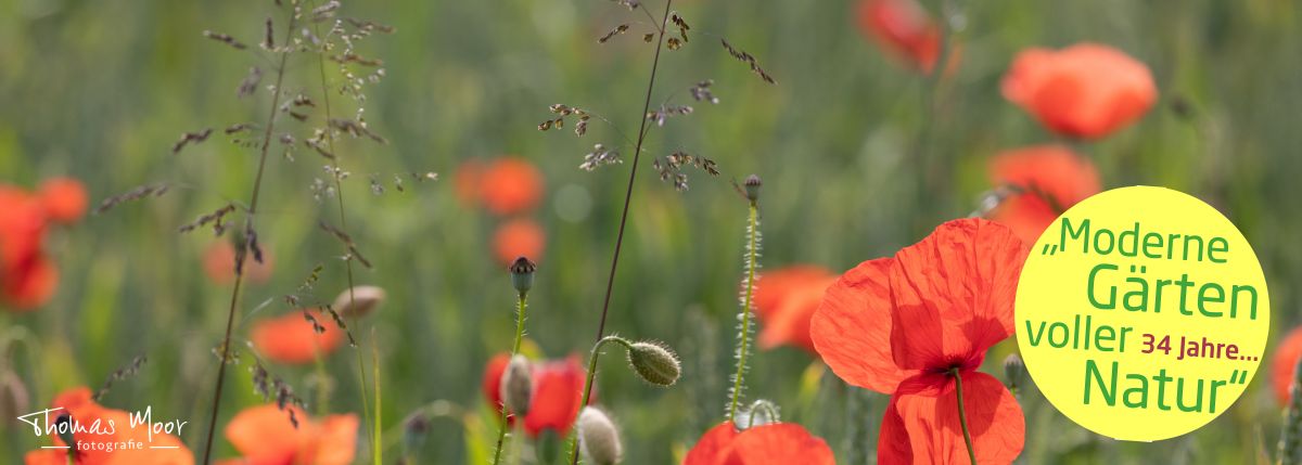 Landschaftsarchitektur • iPunkt • Fotografie • Baumschnitt • Naturstein Mauern • Weidenhausbau; Wildbienengarten; Naturstauden; • Baumpflanzungen • Planung • Design • Pflege von naturnahen Gärten durch Fachleute • Gartenbau • Rollrasen und Rasensaat, Rasensanierung • Teichbau und Pflege • Gartenpflege • Biodiversität • Baugesuche erstellen • Sitzplätze • Natursteinarbeiten; Sichtschutz aus Holz • Blumenwiesen; Blumenrasen; Wildpflanzen; • CAD Pläne • Winterschnitt • Architektur • Beratung • Naturnaher Lebensraum; Schmetterlingsgarten; Natur • Garten- Landschaftsbau • Moderne Gärten voller Natur • Integration von Menschen mit Handicap • Rasenservice • Gartenservice • Sitzplätze aus Naturholz; Naturstein; Beton
