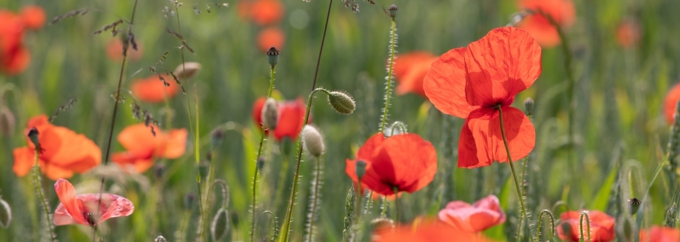 Zur Seite Thomas Moor Fotografie
